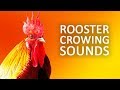 ROOSTER CROWING Sound Effect HD ROOSTER CROWING Sound Effect HD