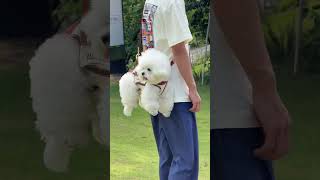 Carry or Crossbody#petharness #petsupplies #travelwithpets #petgadget #cutepets #cute #doglife