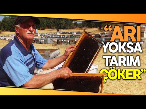 TAB Başkanı Ziya Şahin: Arı Olmazsa Tarım ve Biyolojik Çeşitliliği Çöker