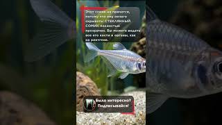 Прозрачная рыба: ты видишь ее кости! 🐠 #shorts