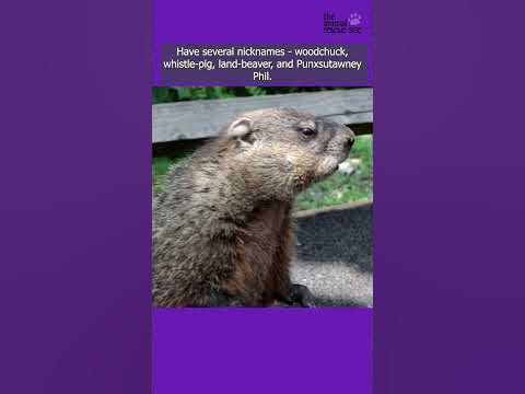 Interesting Facts About Groundhogs - YouTube