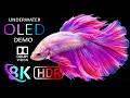 Underwater World OLED Demo HDR 8K Video Ultra HD | Dolby Vision™ 60fps (8K/4K TV)