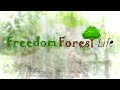 3 acre permaculture farmstead  uk  freedom forest life