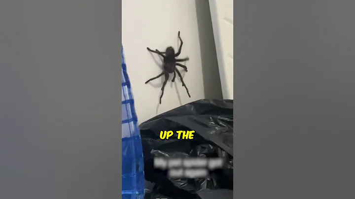 Giant Spider Surprise in Bed! 😱 (@humo_oscuro on TikTok) #shorts