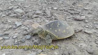 Turtle Little Baby Turtle Sobia Nasir Vlogs Official Channel Hot Video K Leay Kachwa Turtle New