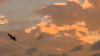 Osprey Flying At Sunset (Turn down your speakers)