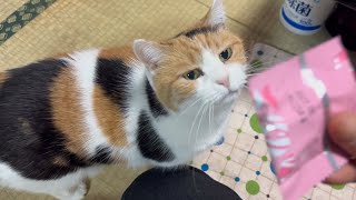 三毛猫】おやつに目を輝かせるミケ（2026年2月26日） - YouTube