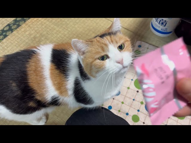 三毛猫】おやつに目を輝かせるミケ（2026年2月26日） - YouTube