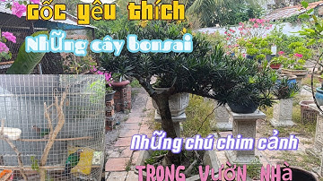 Review những cây bonsai chim cảnh trong vườn nhà||Châu Ngọc vlog & bonsai