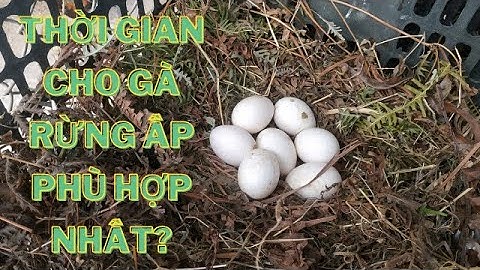 Kinh nghiệm ấp trứng gà rừng | Khi nào nên cho gà rừng ấp trứng? || Gà Rừng Tây Bắc