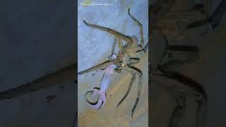 Spider Hunting On Lizard Most Terrible Moment 