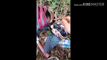 Yos hav zoo dib qaib qus...​