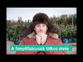 A fenyőfaárusok titkos élete
