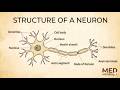 Detailed Structure of a Neuron | Med MadeEasy