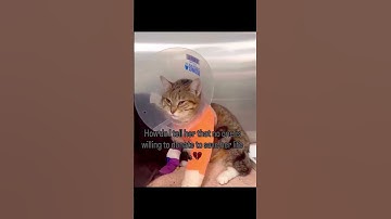 ‼️💔 Urgent donations needed towards Leo’s surgery 🐾💔 Please donate any you can via link in bio