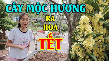 Bí Quyết Cây Mộc Hương Ra Nhiều Hoa Đúng Dịp Tết Nguyên Đán