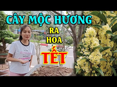 Video Bí Quyết Cây Mộc Hương Ra Nhiều Hoa Đúng Dịp Tết... - youtube
