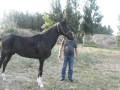 Ахалтекинский конь, Узбекистан