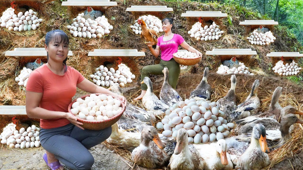 REWIND TIMELAPSE --180 Day Raise Ducks, Chicken & Harvest Ducks Eggs, Chicken Eggs/ Phương's Story