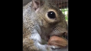 Squirrel Making Himself At Home