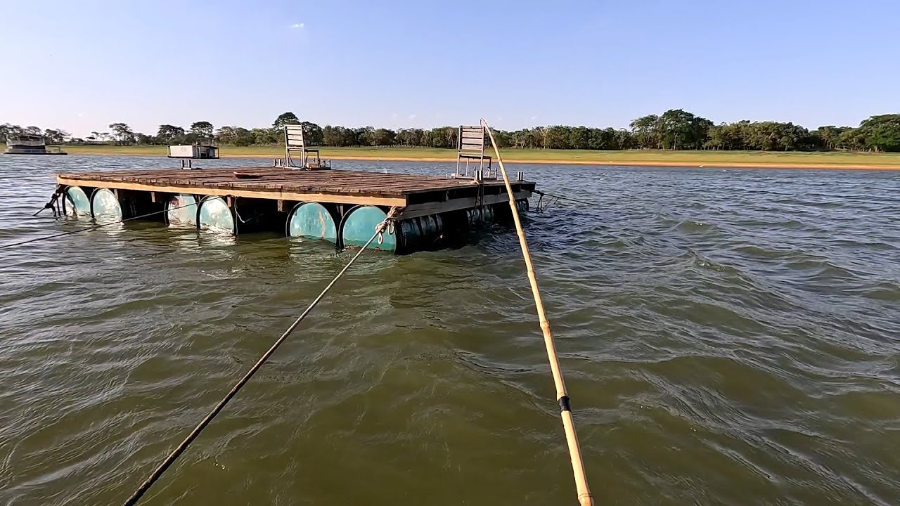 Pescaria de Tilápias e traíra gigante no Rio marinheiro elas estavam debaixo do batelão 