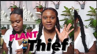 STEALING PLANT CUTTINGS | VARIEGATED HEARTLEAF PHILODENDRON & SYNGONIUM ERYTHOPHYLLUM CUTTING UPDATE