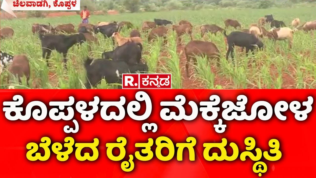 Maize Crop: ಕೊಪ್ಪಳದಲ್ಲಿ ಮೆಕ್ಕೆಜೋಳ ಬೆಳೆದ ರೈತರಿಗೆ ದುಸ್ಥಿತಿ | Koppal