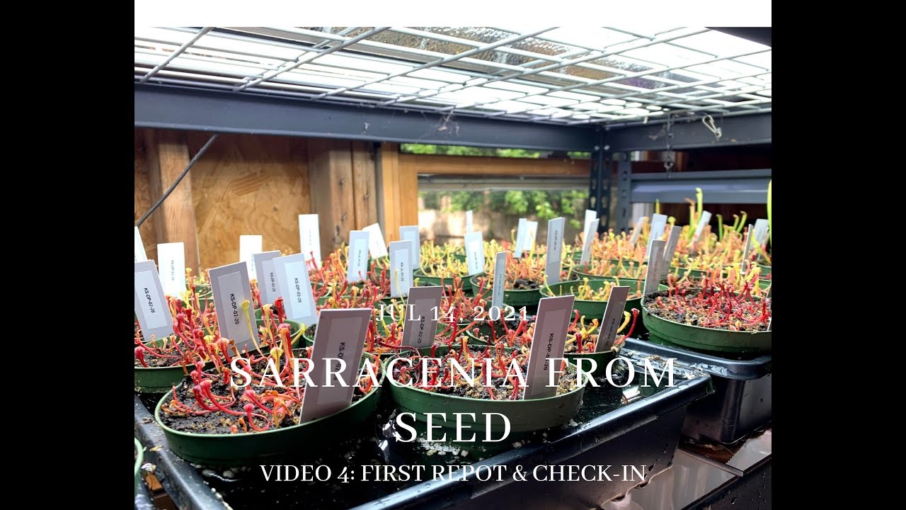 Sarracenia Seed Growing Course Video 4: First Repot & Check-In