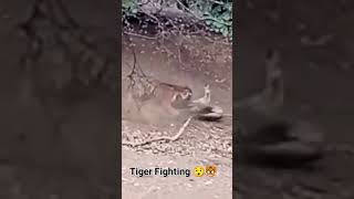 #shorts #trending 🐅 tiger fighting for territory 😯🐯!! #naturephotography #life