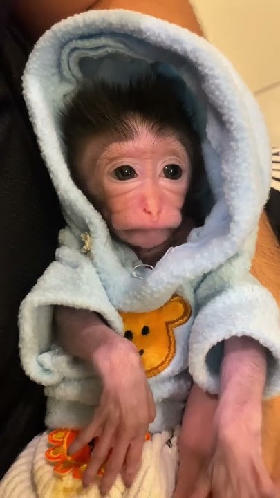 little-baby-monkey-is-sleepyhead-youtube