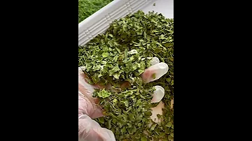 اعشاب المورينجا وفوائدها 