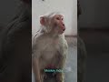 Shortsvideo Monkey Comedy Chura Mani Pwp Funny Video 