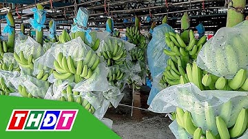 Thu gần 11 triệu USD từ xuất khẩu chuối | THDT