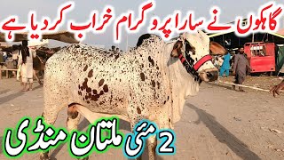 Today Multan Cow Mandi Fresh Latest Update | Cholistani Sahiwal Bachre Brahman Cows | Cow Mandi 2025