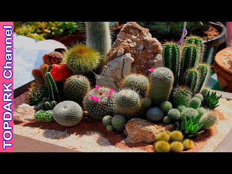 Video: Jardinería en las Montañas Rocosas y las Llanuras: plantas perennes para las regiones del oeste, norte y centro