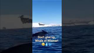 Una Furtiva Lagrima 😢💧🐳Pavarotti #thewhaleofwismar #nevergiveup #pavarotti #savetheoceans
