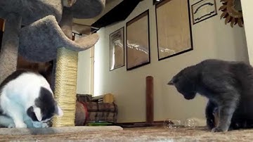Cats playing with bubbles