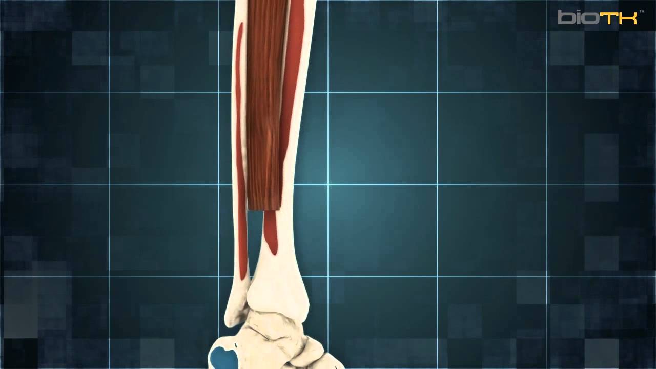 Músculos de la tibia y el perone - YouTube
