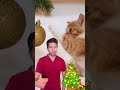 Feline-Friendly Holidays: Ending Christmas Stress for Cat Owners #catvideos #shorts