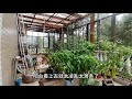 你们在阳台上有种过藤蔓型的瓜果蔬菜吗？它们会开花结果吗？今年我在阳台种的香瓜，南瓜都没结一个果，清理枯藤时也比较麻烦，以后不种了。#阳台种植 #三农 #阳台种菜 #记录我的种植生活