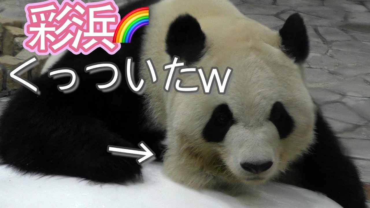 【取れへん💦】彩浜🌈氷にくっついた！🧊✨【氷大好きパンダ】Giant Panda -Saihin-