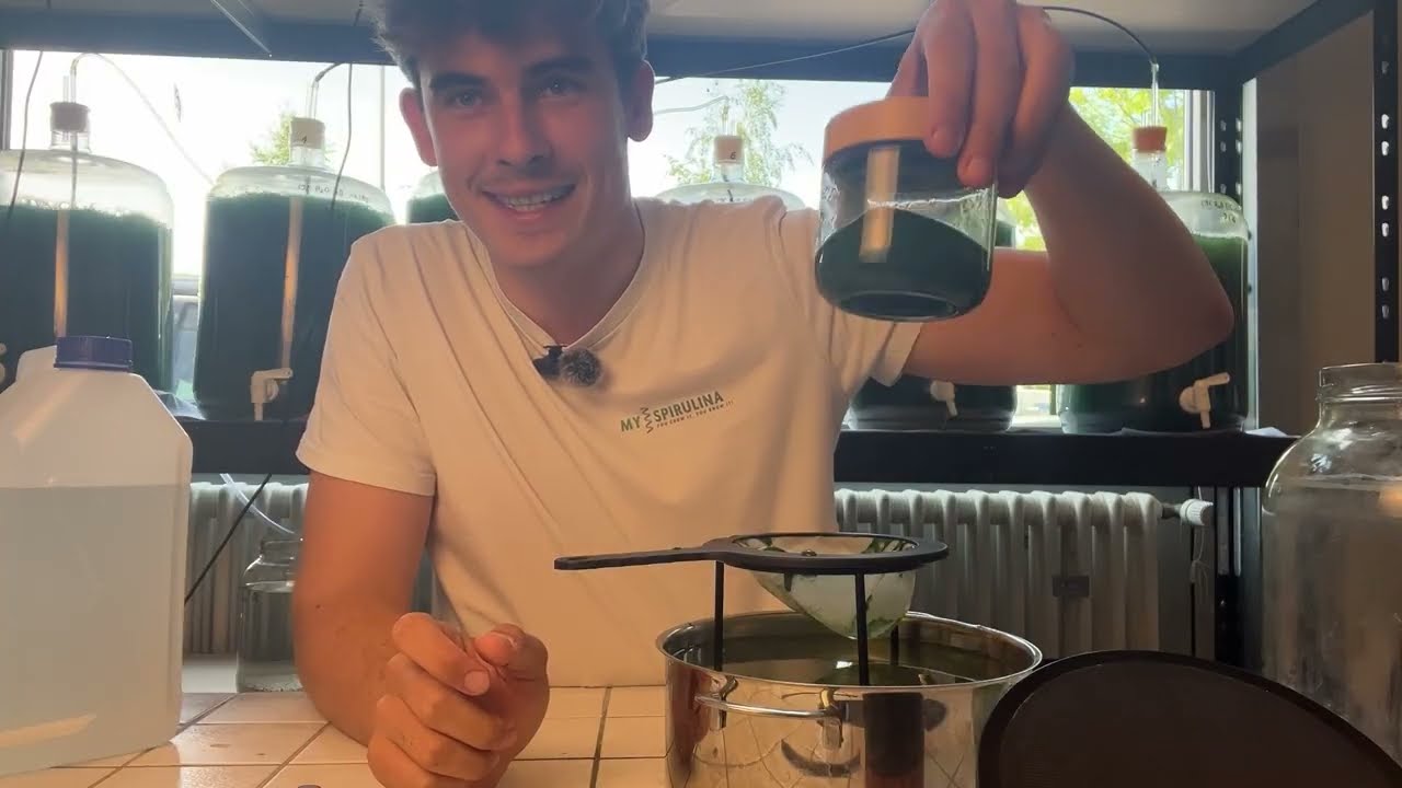 Frische Spirulina ernten