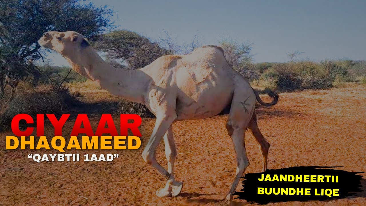 CIYAAR DHAQAMEED HAWD LAGA TUMAYO HOBALKII WAYNAA AHUN BUUNDHE LIQE IYO GEELA OO DAAQAYA Q. 1AAD.