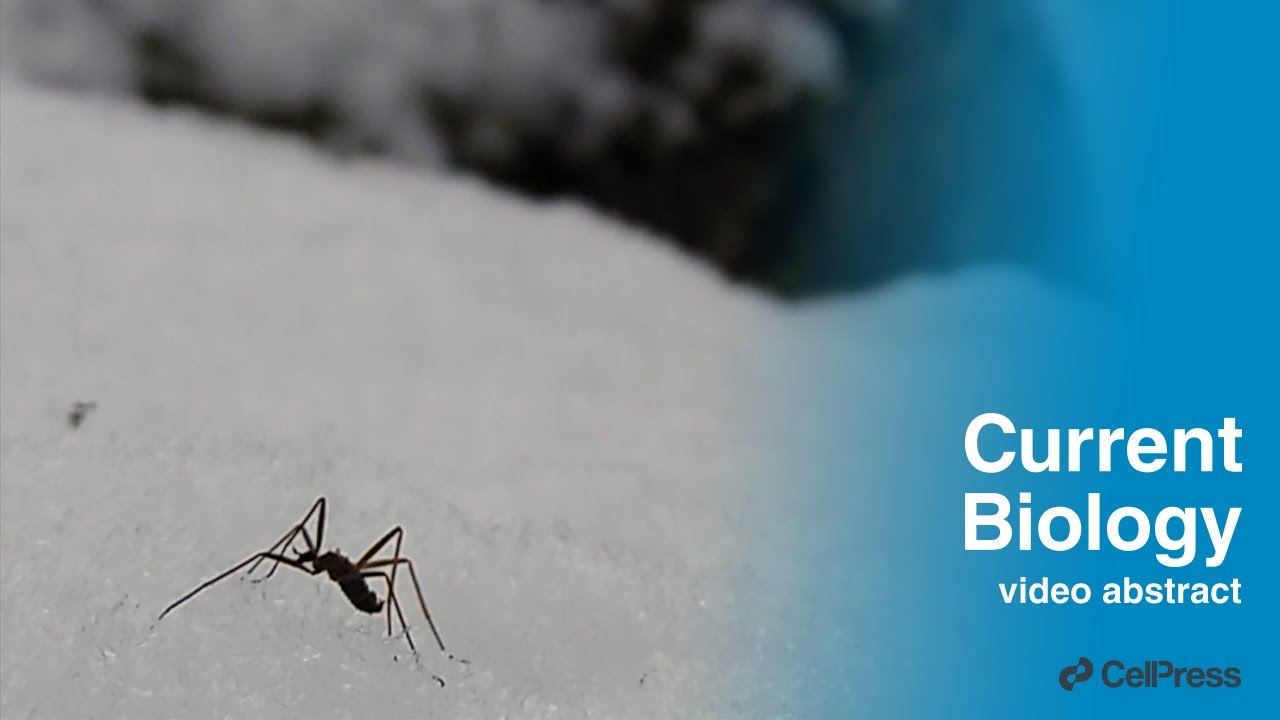 Snow flies amputate their legs to survive in cold / Curr. Biol., Sept. 26, 2023 (Vol. 33, Issue
