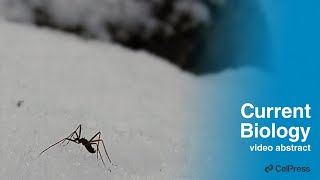 Snow flies amputate their legs to survive in cold / Curr. Biol., Sept. 26, 2023 (Vol. 33, Issue 21)
