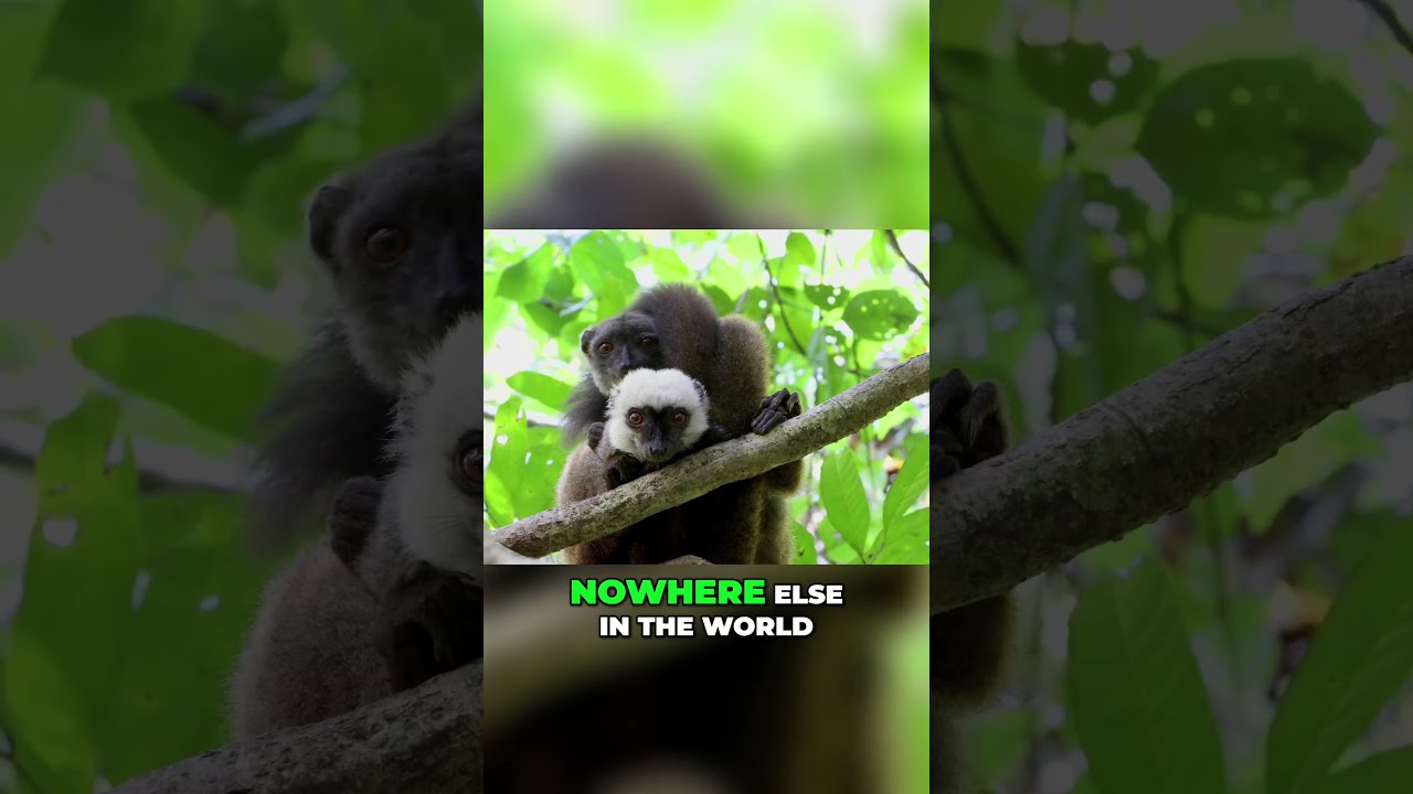 Exploring Baobab Avenue: The Magical Trees of Madagascar 