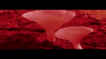 SCATTER – THING (Official Video)