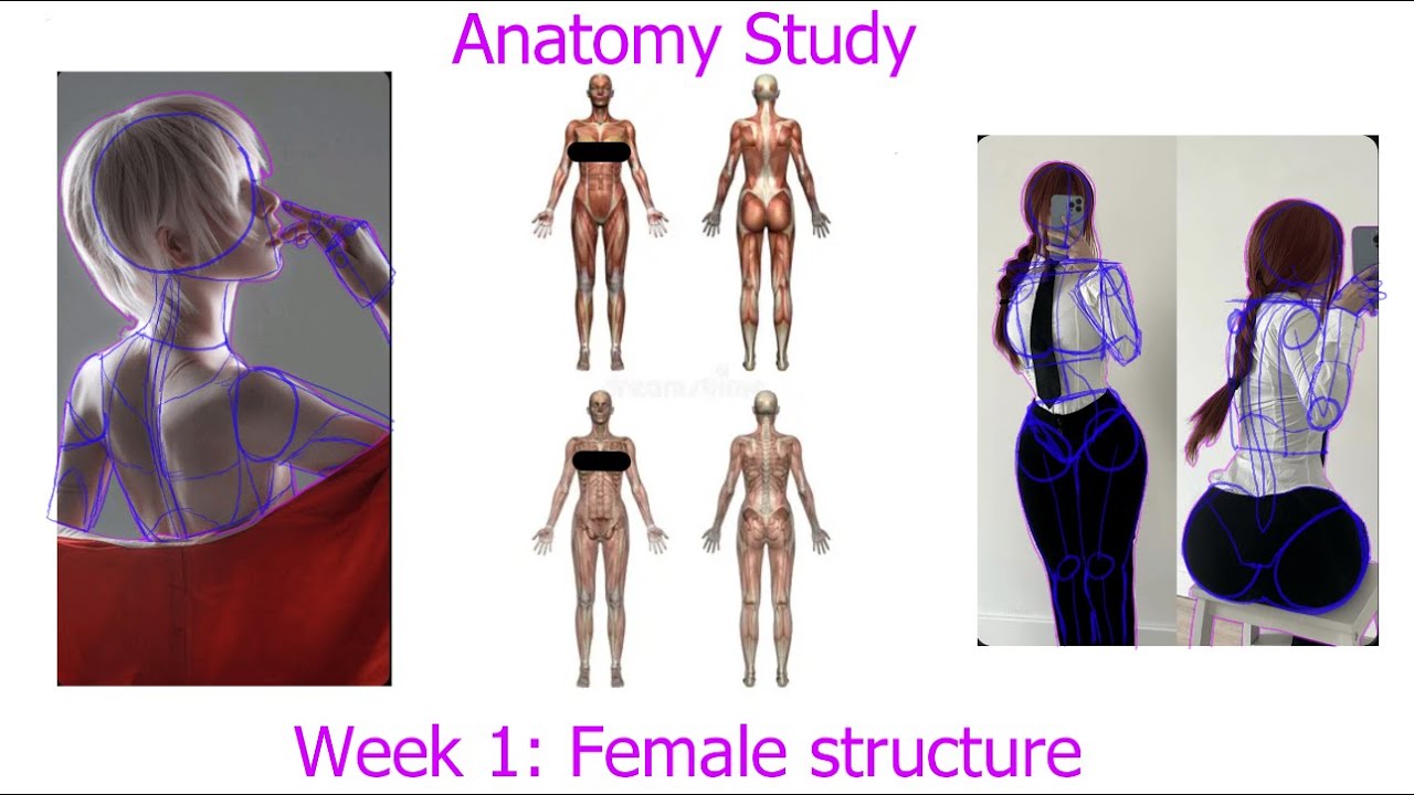 Anatomy Study! Week One: Female Structure! - YouTube
