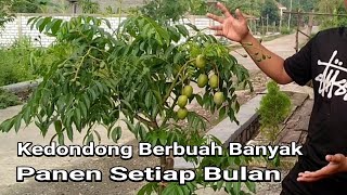 Pemangkasan Kedondong Yang Benar Agar Banyak Buahnya Anti Gagal 100 Berhasil