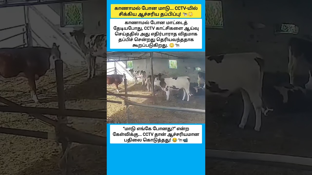 காணாமல் போன மாடு... CCTV-யில் சிக்கிய ஆச்சரிய தப்பிப்பு #shorts
